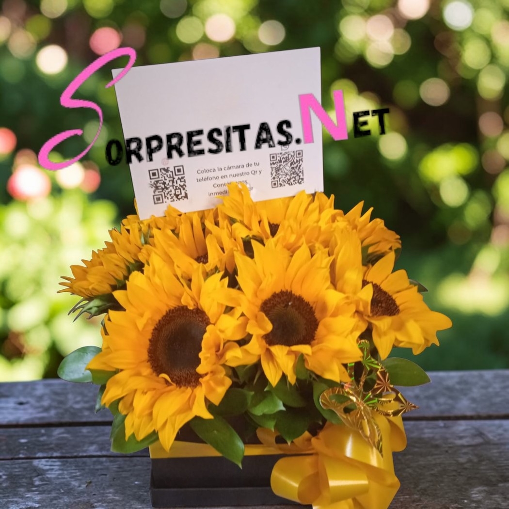 girasoles radiant box girasoles radiant box